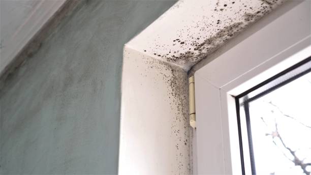 Best Basement Mold Removal  in Kenilworth, NJ