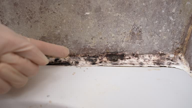 Best Mold Prevention Services  in Kenilworth, NJ